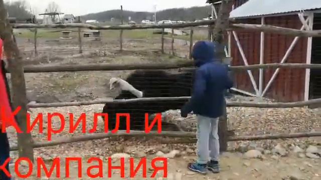 Страус - Паус танцует! смотреть онлайн
