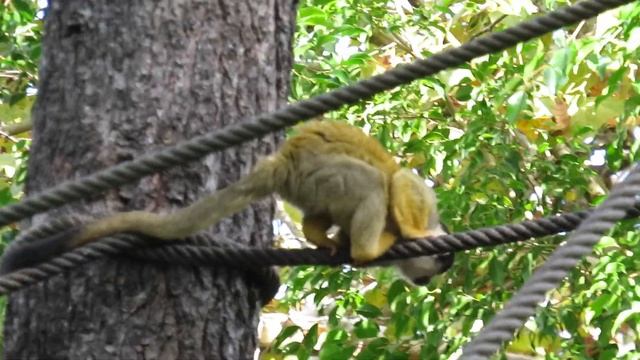 Saimiris-da-bolívia (Saimiri boliviensis) no Zoo смотреть онлайн