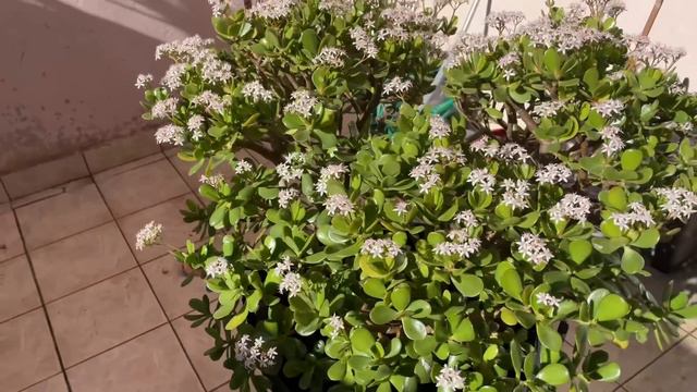 SCINDAPSUS JADE SATIN VARIEGATA