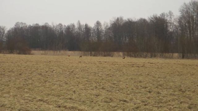 Курсинг чирнеко смотреть онлайн