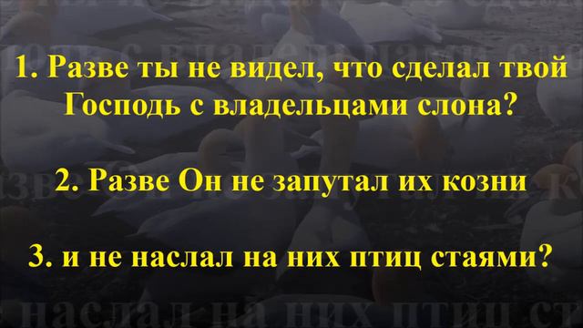 سورة(الفيل)Короткие суры Корана с переводом на русский язык(Слон)#россия#коран#мусульман#ислам смотреть онлайн