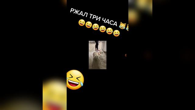 Смотреть до конца. Видео из тик тока. Ржал три часа! смотреть онлайн