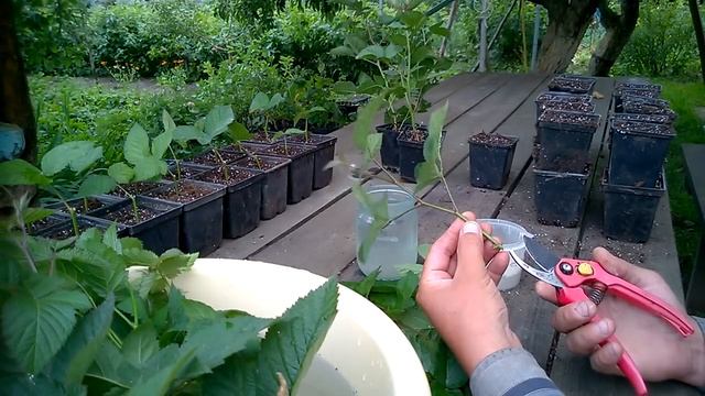 Черенкование ежевики для укоренения в тумане смотреть онлайн