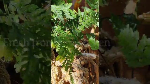 10 Different varieties of ferns with names and care tips #shorts смотреть онлайн