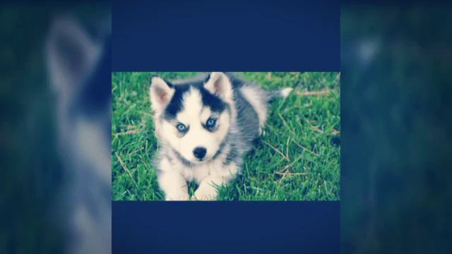 Друзья человека!💞 смотреть онлайн