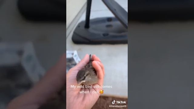 Bird Side Of TikTok #3 смотреть онлайн