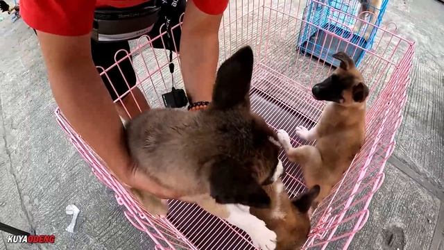MAGANDANG PANG-HUNTING DOG ITO смотреть онлайн