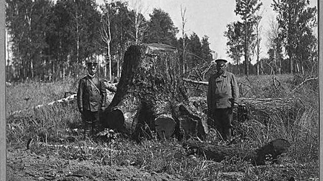 Что не так с лесами? Тайна молодых лесов смотреть онлайн