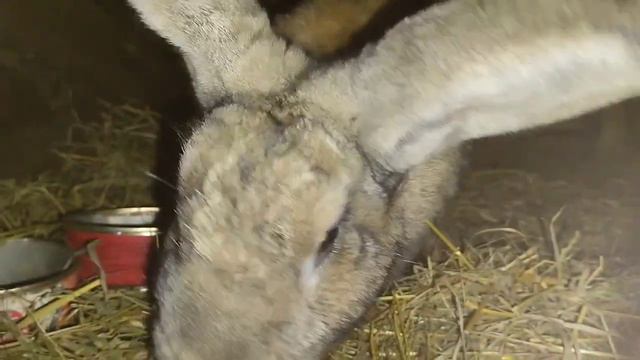 Почему крольчиха не идёт в случку? #Мои мясные кролики #кролики_разведение #крольчиха #врек #окрол смотреть онлайн