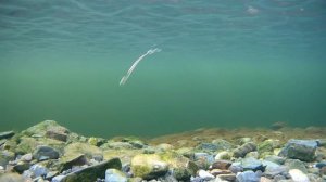 Одна из  лучших колеблющихся блесен! Очень живая игра! Williams Whitefish 28г.