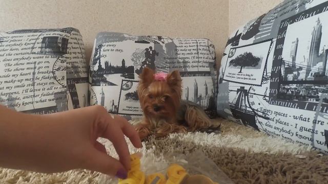 ПОКУПКИ ДЛЯ СОБАКИ С ALIEXPRESS смотреть онлайн