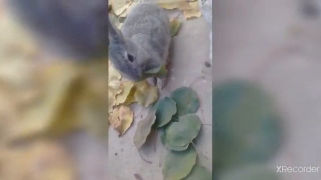✔️Чем можно и нужно кормить кроликов в зимнее время. Питание для кроликов смотреть онлайн
