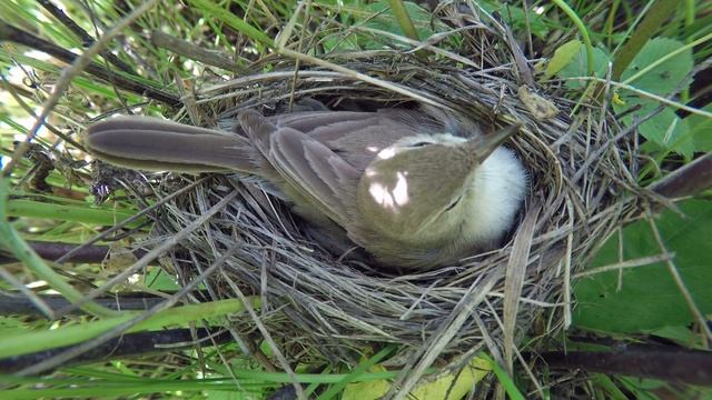 Бормотушка Северная 160616 6 Грачевка 0622 13 смотреть онлайн