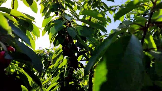 Сорт черешни Талисман на подвое ВСЛ 2.