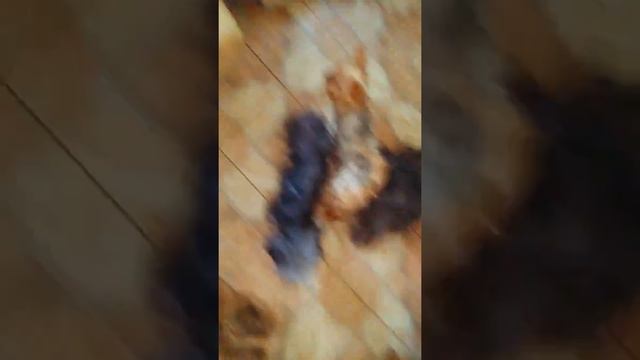что такое питомник маленьких собак смотреть онлайн