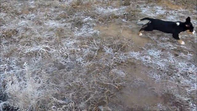 Щенки большого швейцарского зенненхунда. смотреть онлайн