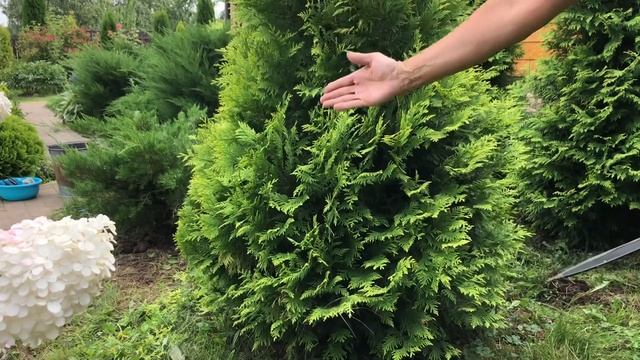 Обрезка туи Еллоу Рибон. Поддерживаем форму, уплотняем крону!??