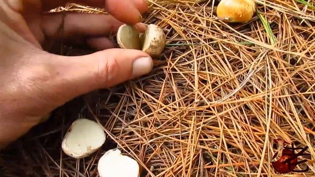 Rhizopogon rubescens смотреть онлайн