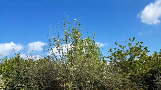 Viburnum lantana to Viburnum davidii flowers смотреть онлайн