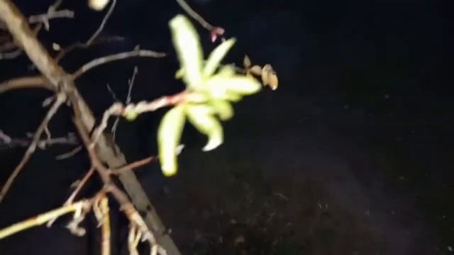 В УЗБЕКИСТАНЕ К НОВОМУ ГОДУ ЗАЦВЁЛ МИНДАЛЬ! смотреть онлайн