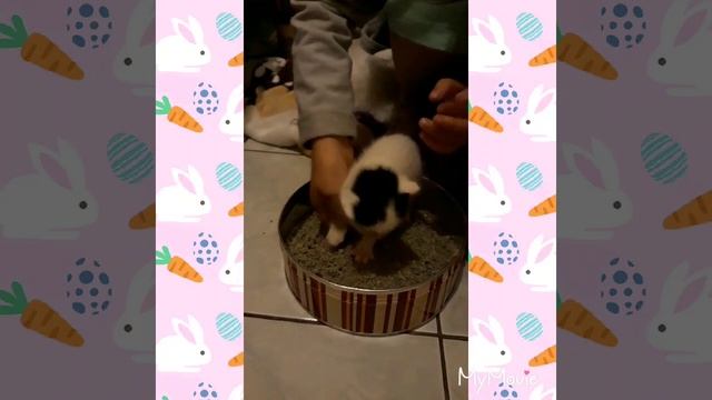 КАК НАУЧИТЬ КОТЁНКА ХОДИТЬ В ПЕСОК смотреть онлайн