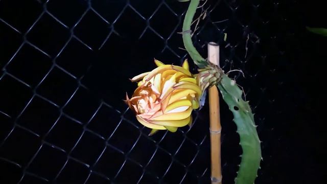 DRAGON FRUIT BLOOM Time Lapse MEGA MIX ( La Verne Pink, Selenicereus validus, Tricia and More) смотреть онлайн