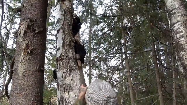 Вынимаем чагу из гнезда (Мирославу тоже 10 окт День Рождения) смотреть онлайн