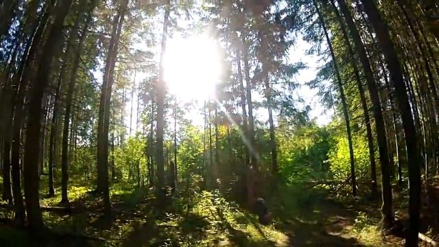 Старый добрый Лес смотреть онлайн