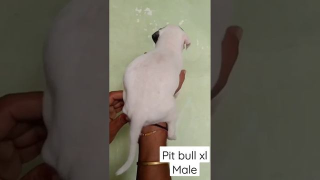 pITBULL XL MALE |in cheap price смотреть онлайн