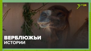 Верблюжьи истории| Московский зоопарк | ЗОО 24