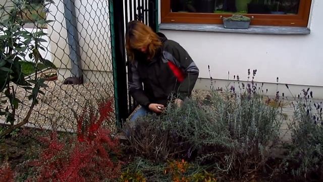 Осенняя обрезка лаванды смотреть онлайн