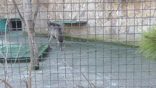 Ева и Джонник очень сдружились) ТАЙГАН смотреть онлайн