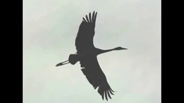 Nina Blyumshayn - Zhuravlenok смотреть онлайн