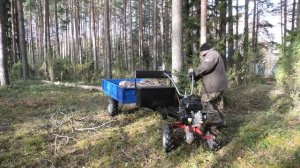 Валежник. Заготавливаю на дрова с мотоблоком МОБИЛ К МКМ 3 про.