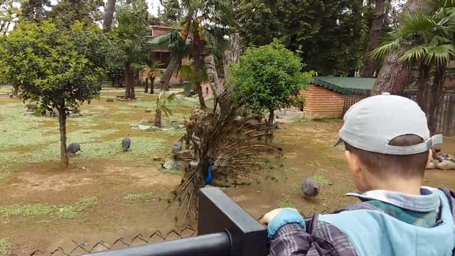 Павлин в Батуми. смотреть онлайн