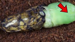 Что происходит внутри кокона? | DeeaFilm