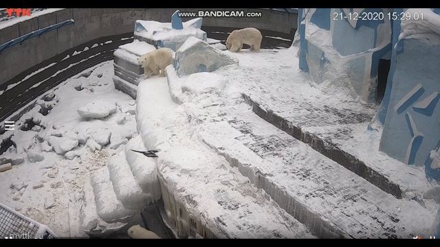 Кто был в нашем вольере и что тут делал? 21.12.2020