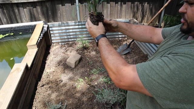 Rescue Pond Gets Makeover! (Rescue Turtle Enclosure) смотреть онлайн
