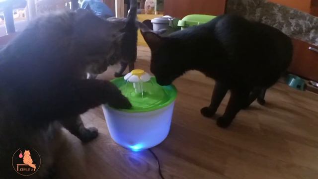 Коти приюта и фонтанчик! Fountain and cats from the shelter смотреть онлайн