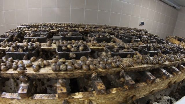 Улиточная ферма. Бизнес на улитках. Тур выходного дня. #равлики. Вид агробизнеса. Что едят улитки? смотреть онлайн