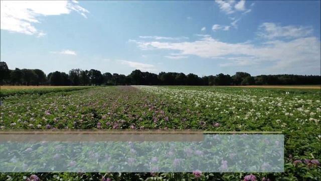 Krautfäule & Co | EUROPLANT Pflanzenzucht GmbH смотреть онлайн