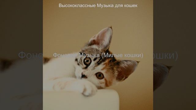 Чувство (Расслабляющие кошки)