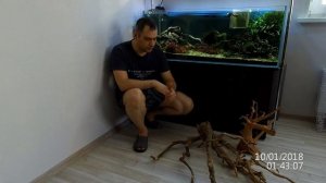 Коряга для аквариума - мой опыт использования