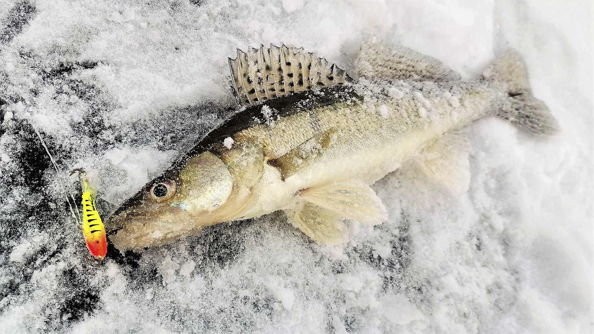 МОЙ ПЕРВЫЙ ЗИМНИЙ СУДАК зимняя рыбалка на балансир смотреть онлайн
