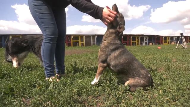 Обитатели приютов для животных с нетерпением ждут волонтеров смотреть онлайн