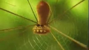 Мульт про божью коровку )