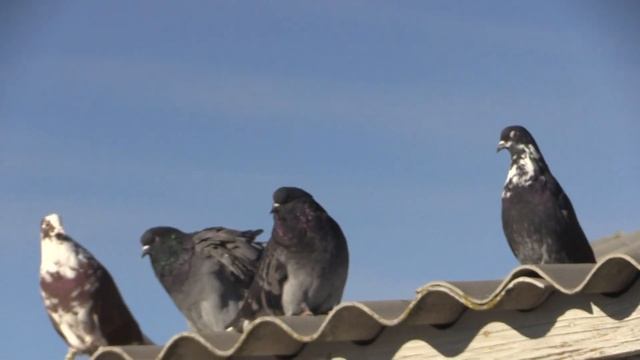 СВГ. Первый день на улице 2014 г смотреть онлайн