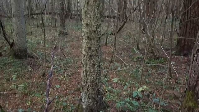 Зелёная и оранжевая плесень на деревьях в лесу смотреть онлайн