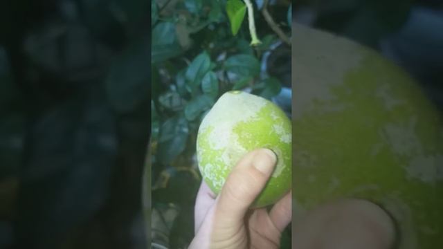 Налет на лимоне пандероза