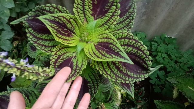 колеусы из семян